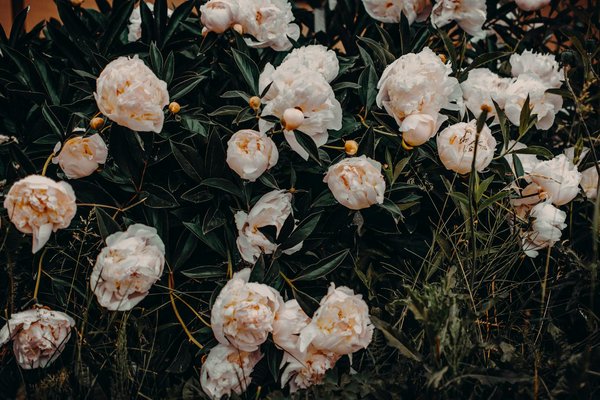 Welche Rolle spielt de-haus-haus im modernen Wohnungsbau?